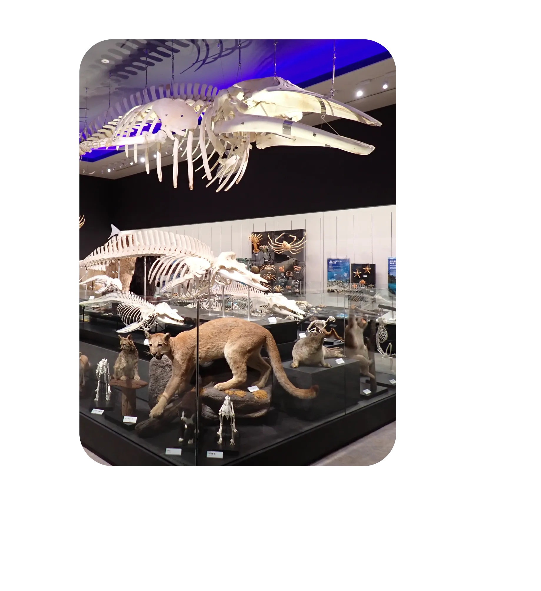 トップ - 重村コレクション 剥製デジタル図鑑