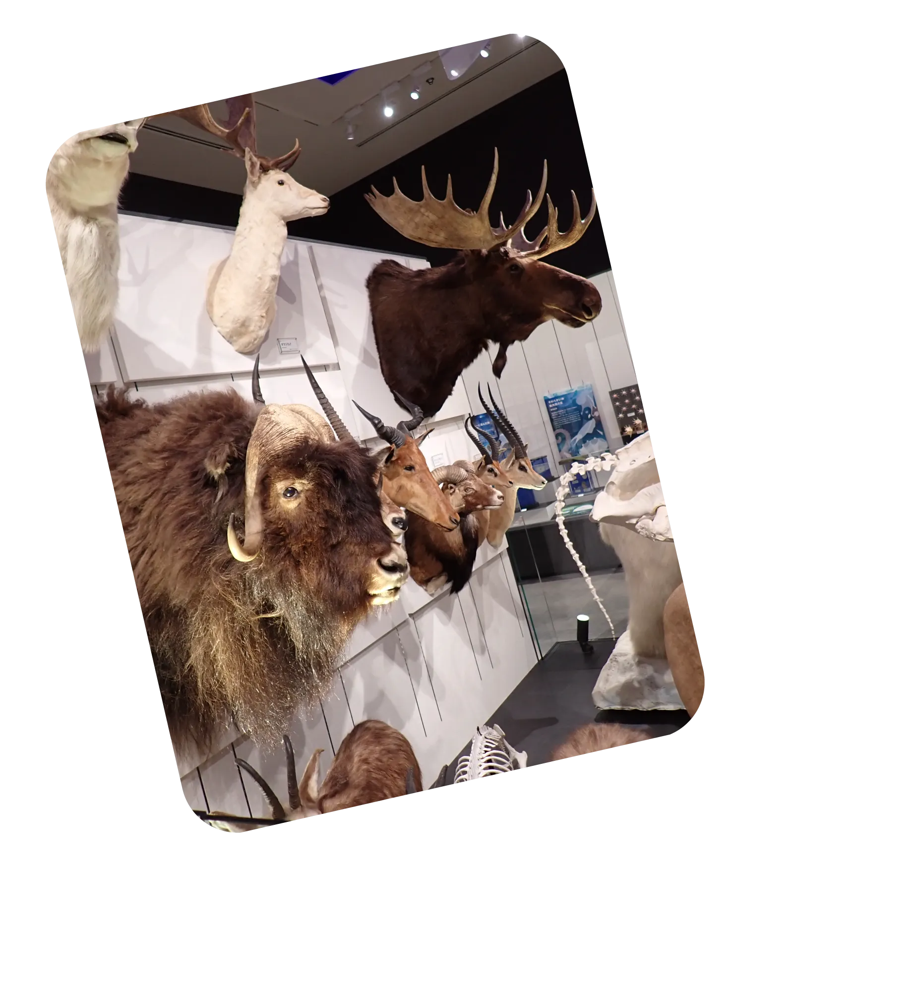 トップ - 重村コレクション 剥製デジタル図鑑