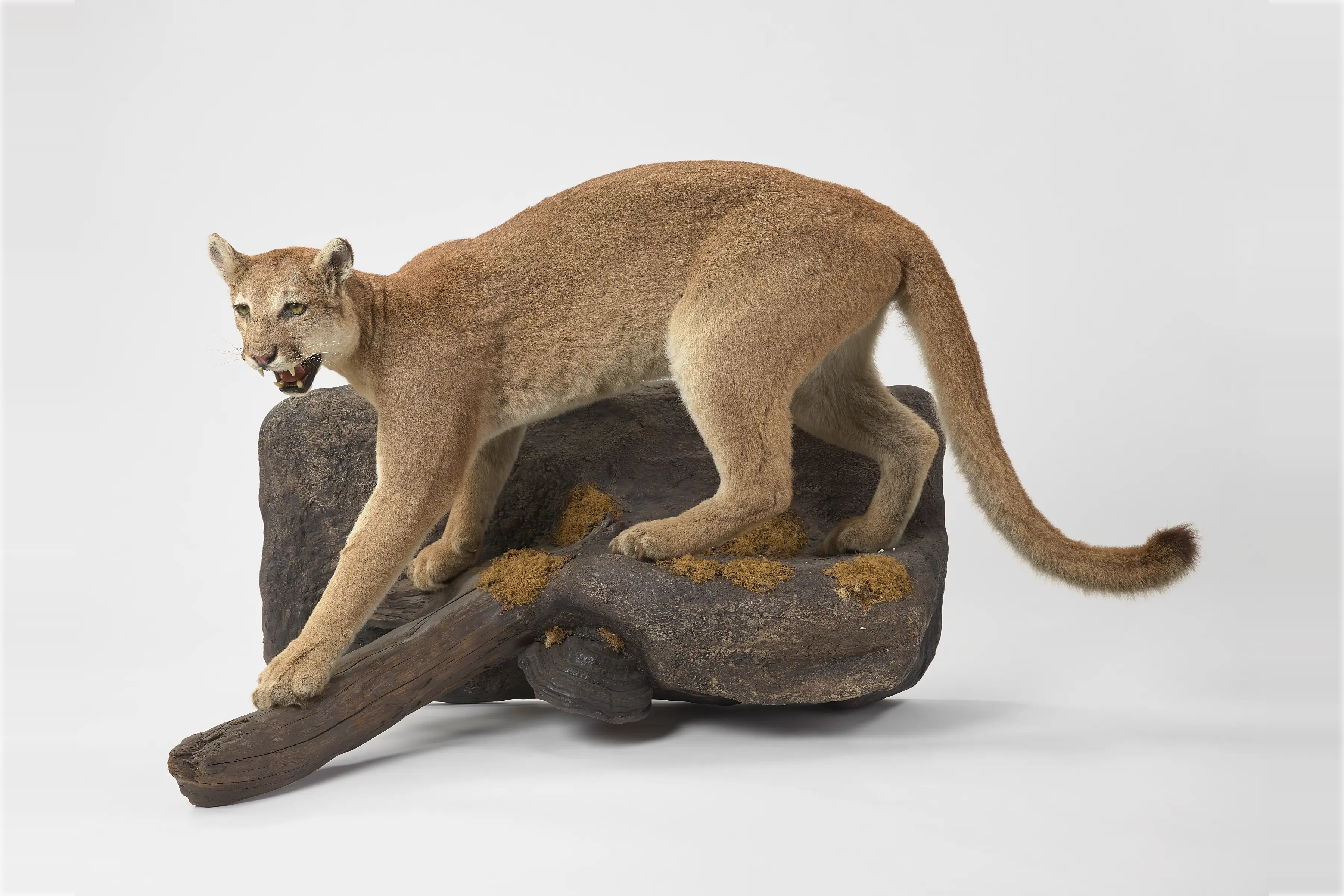 トップ - 重村コレクション 剥製デジタル図鑑